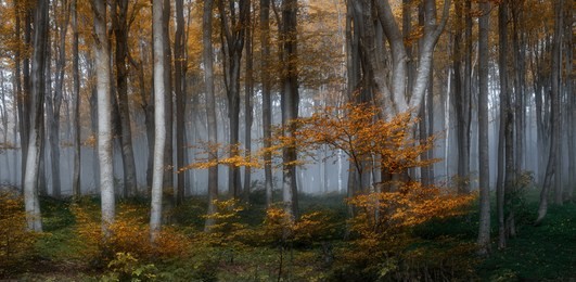 autumn foggy forest. balkan mountains, bulgaria.