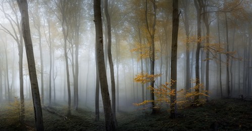 autumn foggy forest. balkan mountains, bulgaria.