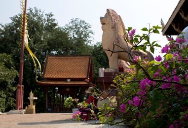 a flowering pink bougainvillea bush at wat phnom in phnom penh, cambodia, with a small pagoda, flag and lion statue in the background.