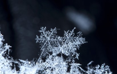 snowflake, little snowflake on the snow