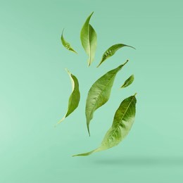 flying green tea leaves isolated on turquoise background. food levitation concept, high resolution
