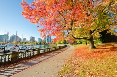 colors of the autumn. gorgeous sea walk in the park. stanley park in vancouver. canada.