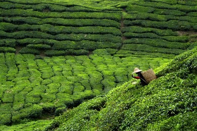 worker picking tea leaves in tea plantation