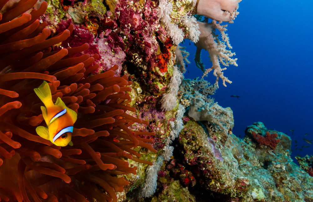 clownfish and a bright red anemone on a coral reef wall at the blue hole in dahab, egypt