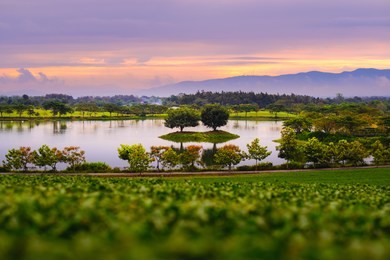 a beautiful sunrise sky with tea plantations hill and lake view point at singha park in chiang rai province, thailand