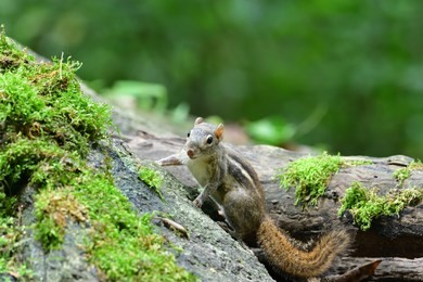 three-striped ground squirrel