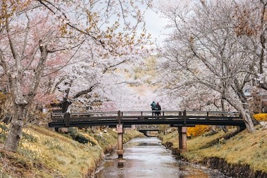 the sakura full bloom festival in oshino hakkai, yamanashi japan. 