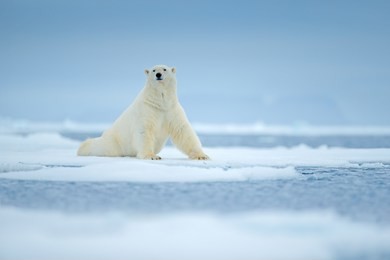 white animal in the nature habitat, north europe, svalbard, norway. wildlife scene from nature. dangerous bear and beautiful evening sky. polar bear on drift ice edge with snow and water in sea. 