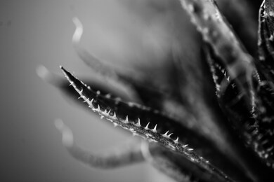 black and white leaf macro