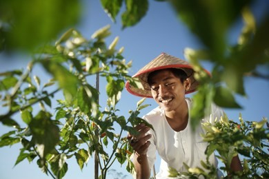 happy asian farmer hand keeping chili plant in the farm