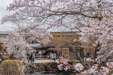 the sakura full bloom festival in oshino hakkai, yamanashi japan. 