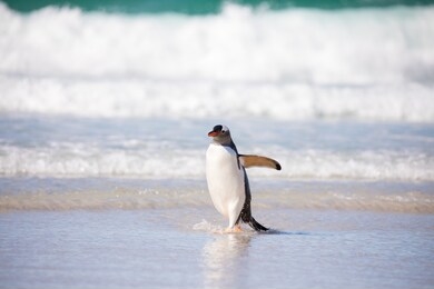 some penguins in the arctic walking around on the north pole and looking for the young baby’s
