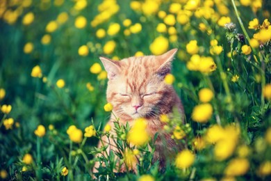 portrait of a little kitten sitting on the ranunculus flowers field. cat enjoying spring