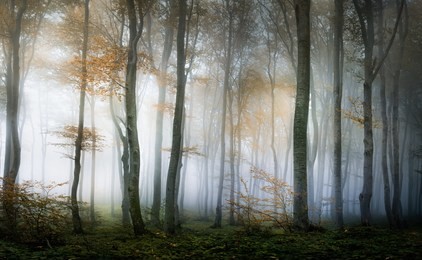 autumn foggy forest. balkan mountains, bulgaria.