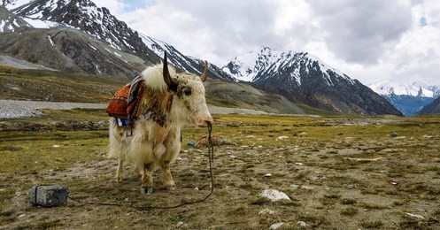 beautiful yak in the mountains, near pak china border, khunjerab pass