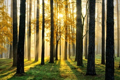 beautiful morning scene in the forest with sun rays and long shadows