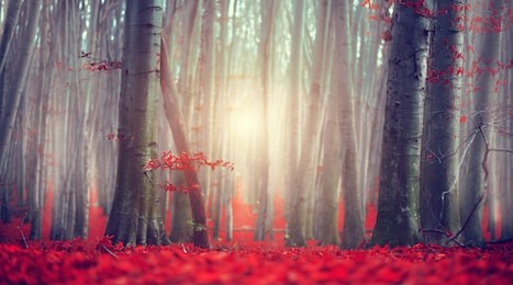 autumn landscape, fall scene. beautiful autumnal park with colorful bright red leaves and old dark trees. beauty nature scene. trees and leaves, foggy forest, fantasy landscape