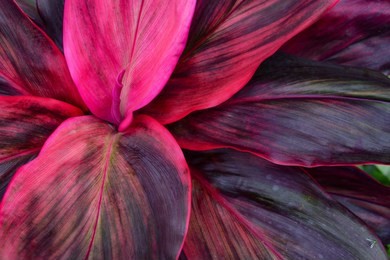 tropical leaves, large foliage nature background