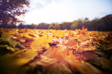 colorful yellow leaves in autumn season. close-up shot. suitable for background image.