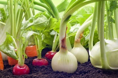 vegetables mixed assortment growing in the garden