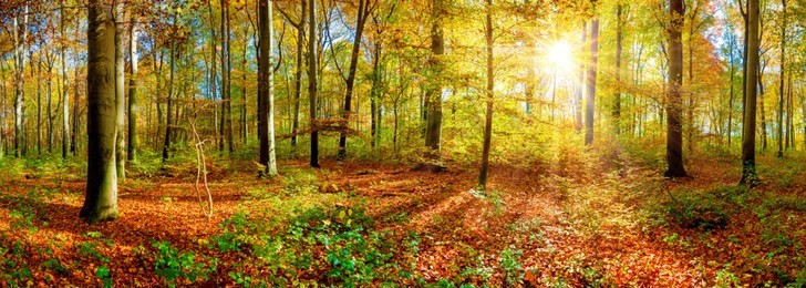 panorama of an autumnal forest with bright sun shining through the trees