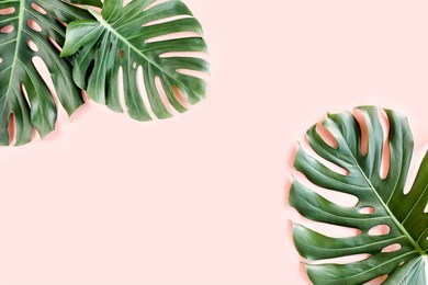 tropical palm leaves monstera on pink background. flat lay, top view
