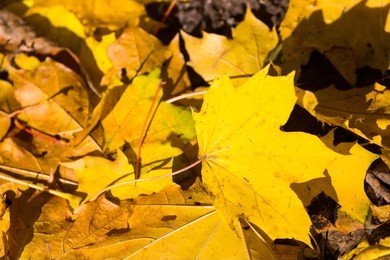 autumn leaves lie on the ground