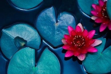 red lotus water lily blooming on water surface and dark blue leaves toned, purity nature background, aquatic plant, symbol of buddhism.
