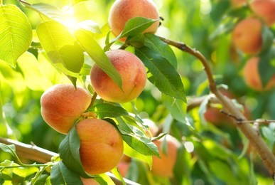 ripe peaches on a tree in a fruit garden.