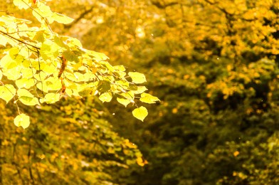 park in autumn