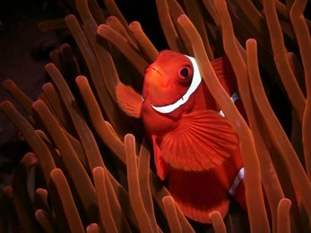 anemone clown fish in amemone coralls looks up