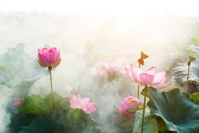 lotus flower blossom  