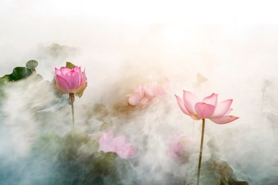 lotus flower blossom 