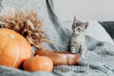 halloween pumpkin and curious gray kitten on a gray background.