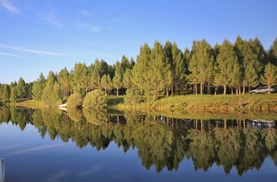 the national forest park of saihanba,hebei,china,asia