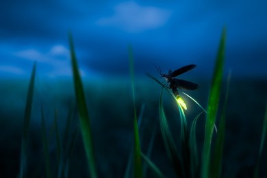 glowing firefly on a grass filed at night