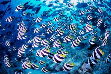 bannerfish in maldives