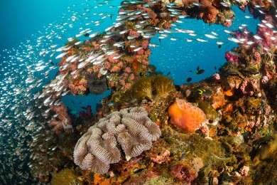 vibrant coral reef with hundreds of glass fish at the ss yongala ship wreck, great barrier reef, australia