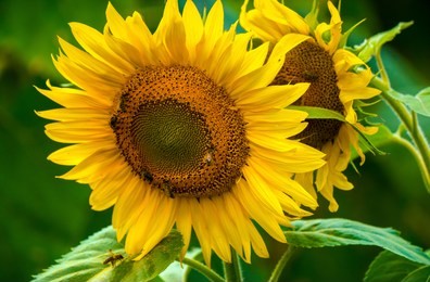 sunflower and bees in the garden. close-up and macro