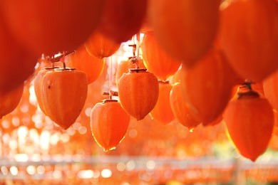 dried persimmon.traditional japanese food.