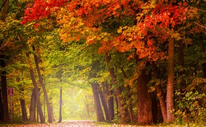 fall in the trail