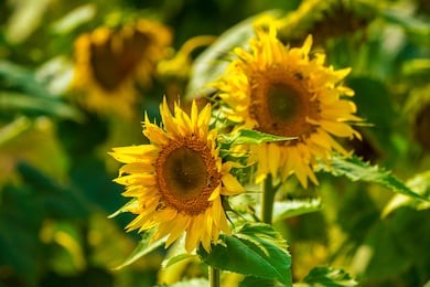 sunflower and bees in the garden. close-up and macro