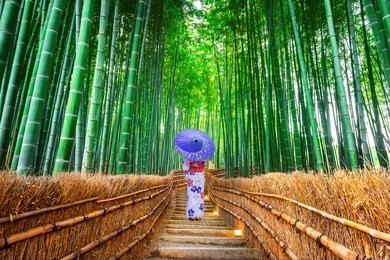 bamboo forest. asian woman wearing japanese traditional kimono at bamboo forest in kyoto, japan.