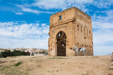 white horse in fes