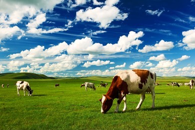 the cattle on the hulunbuir summer grassland.