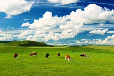the cattle on the hulunbuir summer grassland.