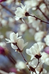 beautiful magnolia tree blossoms in springtime. jentle white magnolia flower against sunset light. romantic floral background.