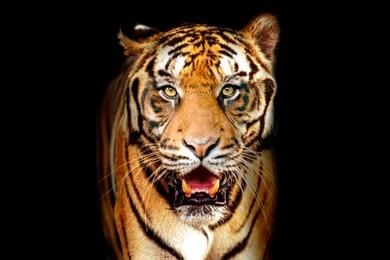 tiger face front view dark background