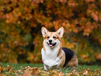 beautiful dog corgi in yellow autumn leaves