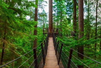 treetop suspension bridge in capilano park, british columbia near vancouver
